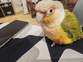 Lost Conure