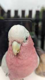 Lost Galah Cockatoo