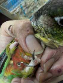 Lost Conure
