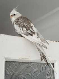 Lost Cockatiel