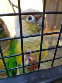 Lost Conure