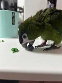 Lost Macaw