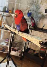 Lost Eclectus
