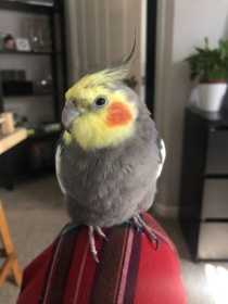 Lost Cockatiel