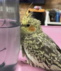 Lost Cockatiel