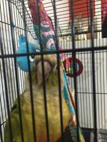 Lost Conure