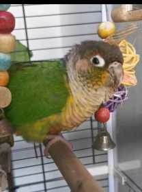 Lost Conure