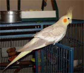 Lost Cockatiel