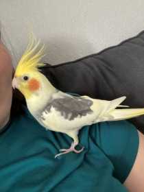 Lost Cockatiel