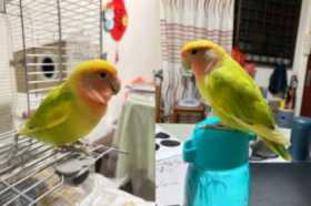 Lost Lovebird