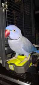 Lost Indian Ringneck Parakeet