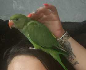 Lost Indian Ringneck Parakeet