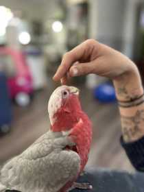 Lost Galah Cockatoo