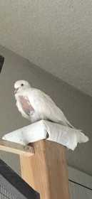 Lost Dove