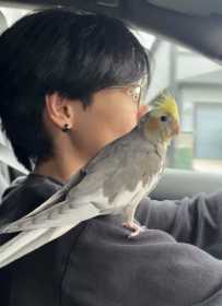 Lost Cockatiel