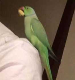 Lost Indian Ringneck Parakeet