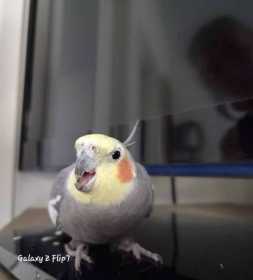 Lost Cockatiel