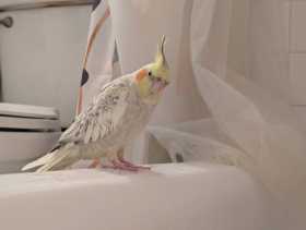 Lost Cockatiel
