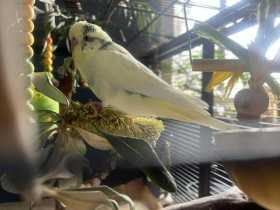 Lost Budgerigar