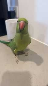 Lost Indian Ringneck Parakeet