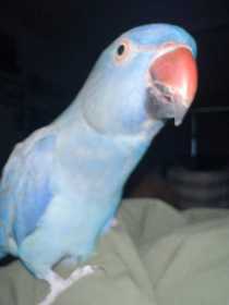 Lost Indian Ringneck Parakeet