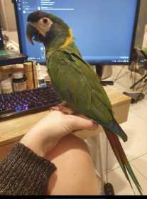 Lost Macaw