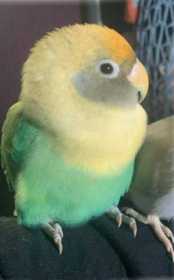 Lost Lovebird
