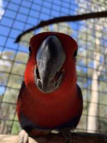 Lost Eclectus