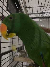 Lost Eclectus