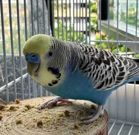 Lost Budgerigar