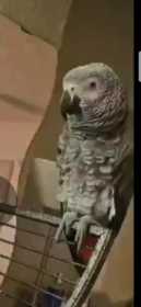 Lost African Grey