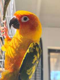 Lost Conure