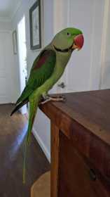 Lost Alexandrine