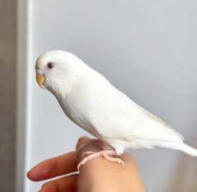 Lost Budgerigar