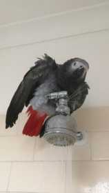 Lost African Grey