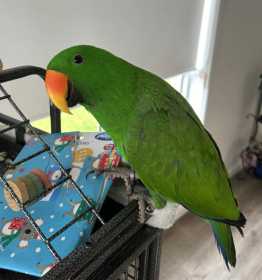 Lost Eclectus