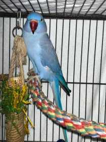 Lost Indian Ringneck Parakeet