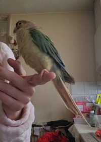 Lost Conure