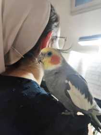 Lost Cockatiel