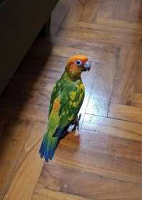 Lost Conure