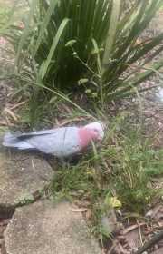 Lost Galah Cockatoo