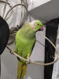 Lost Indian Ringneck Parakeet