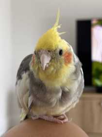 Lost Cockatiel