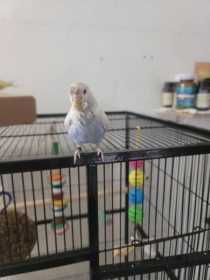 Lost Budgerigar