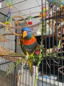 Lost Lory / Lorikeet