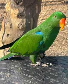 Lost Eclectus