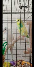 Lost Budgerigar
