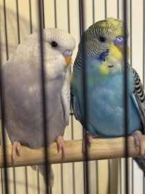 Lost Budgerigar