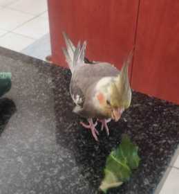 Lost Cockatiel