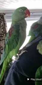 Lost Alexandrine